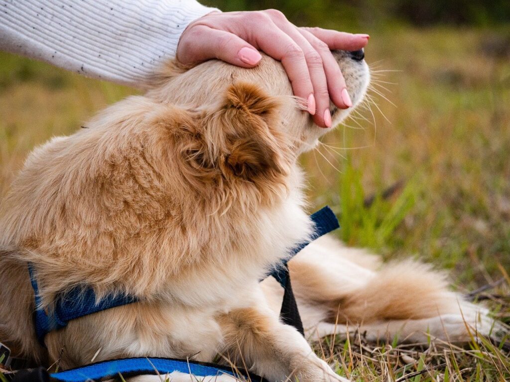 Aumenta a procura de pet places em condomínios